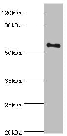 BLK Antibody