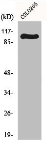 GRIA1 Antibody