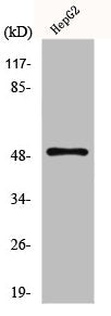 SLC2A4 Antibody