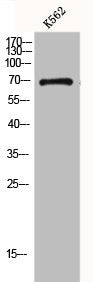 GNL1 Antibody