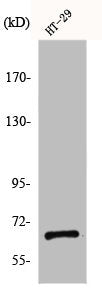 CYBB Antibody