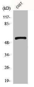 GPR101 Antibody