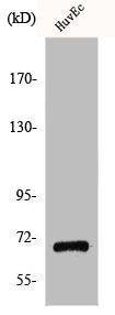GPR107 Antibody