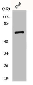 GPR108 Antibody