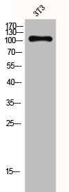 GPR110 Antibody