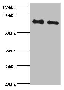 BMX Antibody