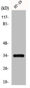 GPR18 Antibody