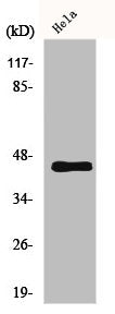 MLNR Antibody