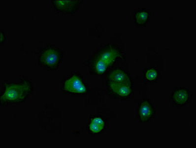 BRD4 Antibody