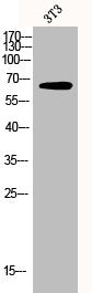 GRB10 Antibody
