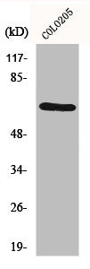 GRK1 Antibody