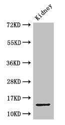 MPC2 Antibody