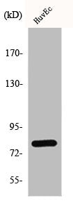 ADRBK1 Antibody
