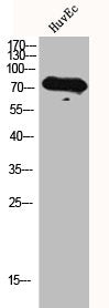 ADRBK1 Antibody