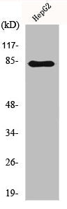 ADRBK2 Antibody
