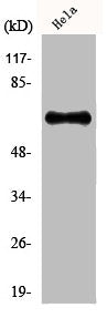 GRK5 Antibody
