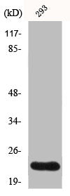 GSC2 Antibody