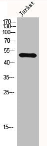GSK3A Antibody