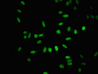 BTAF1 Antibody
