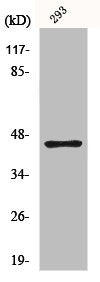 GSK3B Antibody