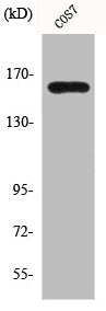 MSH6 Antibody