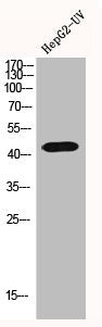 GNAL Antibody