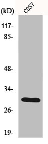 HCCS Antibody