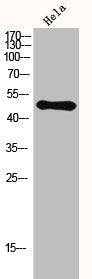 HDAC3 Antibody