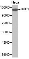 BUB1 Antibody