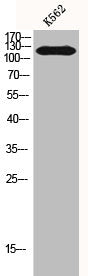 HDAC5 Antibody