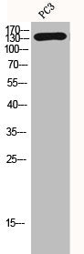 HDAC7 Antibody
