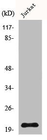 NHLH1/NHLH2 Antibody