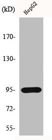 ARNT Antibody