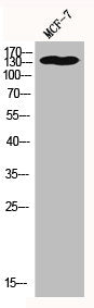 HDAC6 Antibody