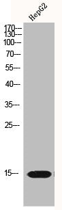 H2AFX Antibody