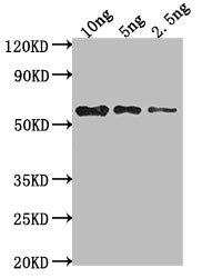 mpII Antibody