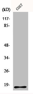 H2BFS Antibody