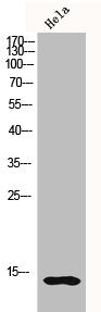 Histone H2B Antibody