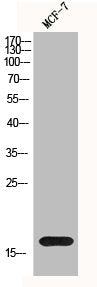 Histone H3 Antibody