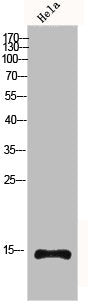 Histone H4 Antibody