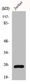 HMGB1 Antibody