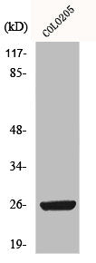 HMGB2 Antibody
