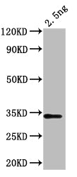 chiA Antibody