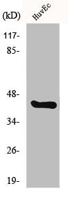 CHST10 Antibody