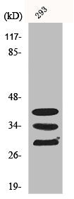HNRNPA1 Antibody