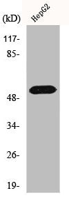 HNRNPF Antibody