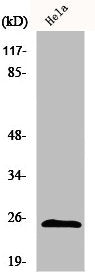 CBX5 Antibody