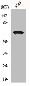 EIF2AK1 Antibody