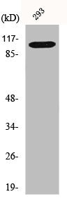 HGS Antibody