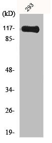HGS Antibody